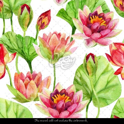 Wallpaper Sweet Lotus Flowers