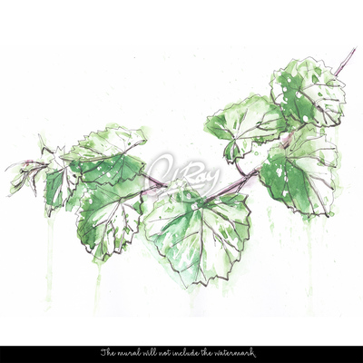 Wallpaper Shoots of a Vine