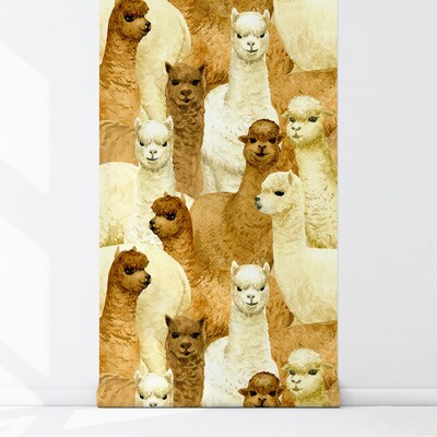 Wallpaper A Day With Alpacas