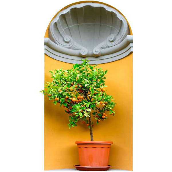 3D effect wall sticker 17x31 Orange tree