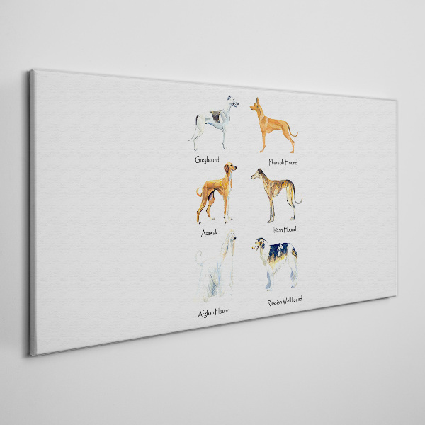 Breeds of dogs of the chrts Canvas print