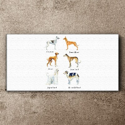 Breeds of dogs of the chrts Canvas print