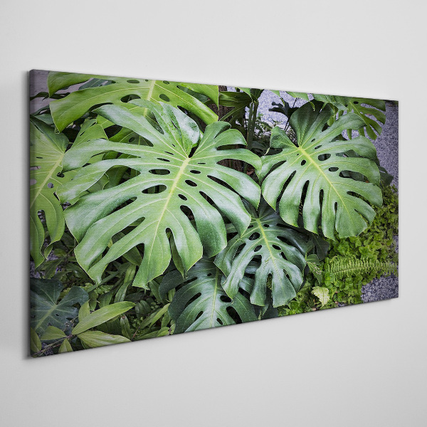 Green Monstera Leaves in Nature Canvas Wall art