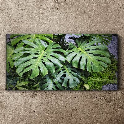 Green Monstera Leaves in Nature Canvas Wall art