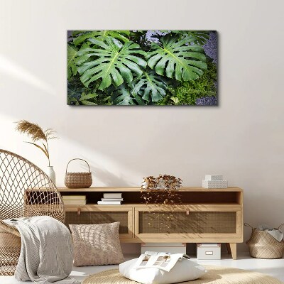Green Monstera Leaves in Nature Canvas Wall art
