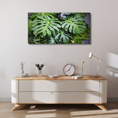 Green Monstera Leaves in Nature Canvas Wall art