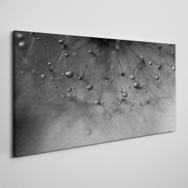 Dew drops on a dandelion Canvas Wall art