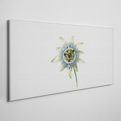 Passion flower on white background Canvas Wall art