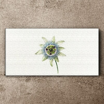 Passion flower on white background Canvas Wall art