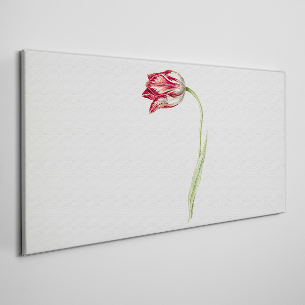 Tulip in delicate shades Canvas Wall art