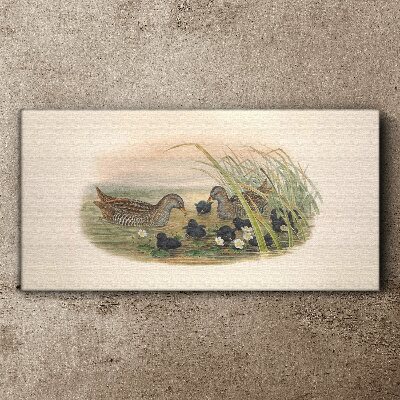 Duck families in a water environment Canvas print