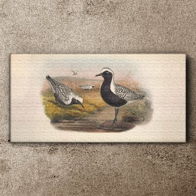 Birds animals Canvas print