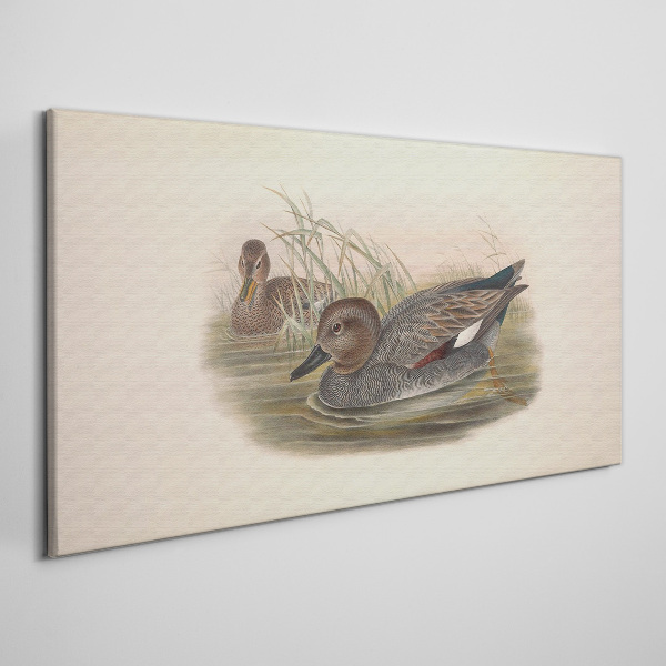 Ducks calm in their natural surroundings Canvas print