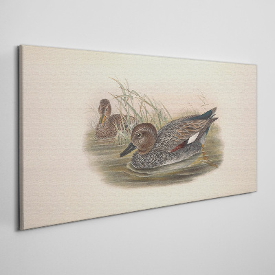 Ducks calm in their natural surroundings Canvas print