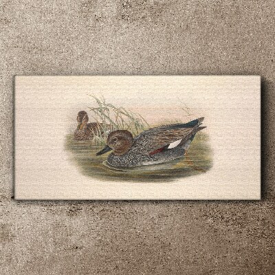 Ducks calm in their natural surroundings Canvas print