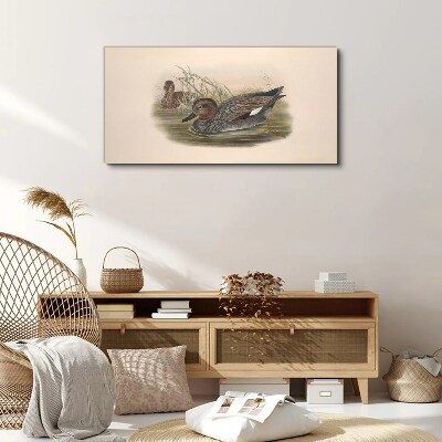 Ducks calm in their natural surroundings Canvas print