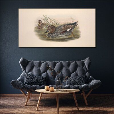 Ducks calm in their natural surroundings Canvas print