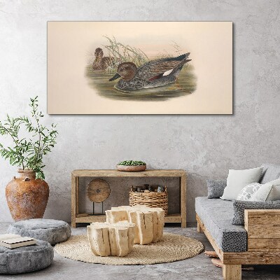 Ducks calm in their natural surroundings Canvas print