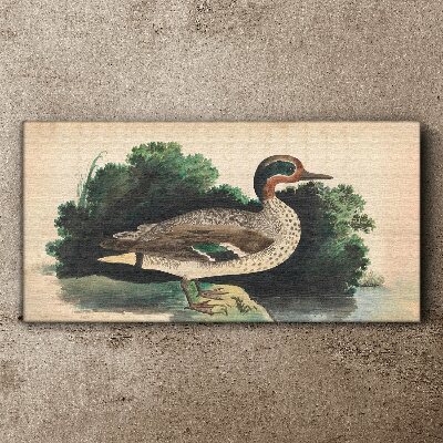 A duck surrounded by greenery Canvas print