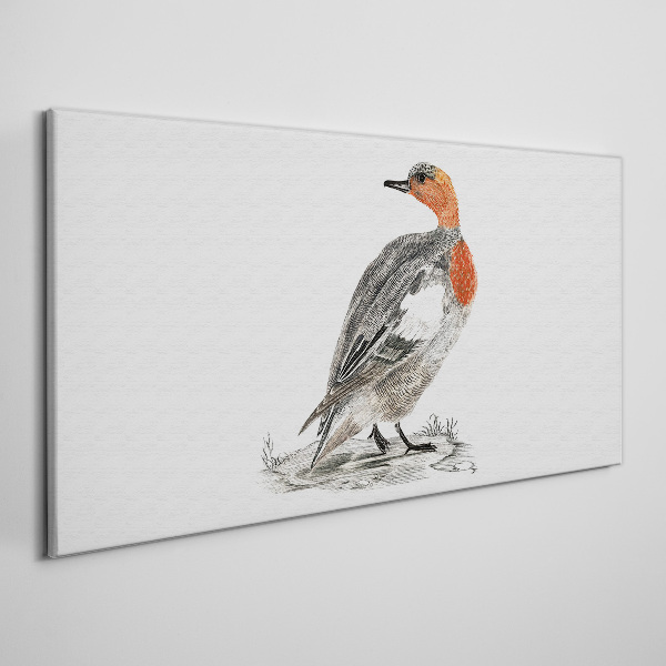 Red-breasted duck on white background Canvas Wall art