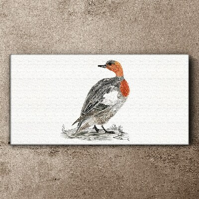 Red-breasted duck on white background Canvas Wall art