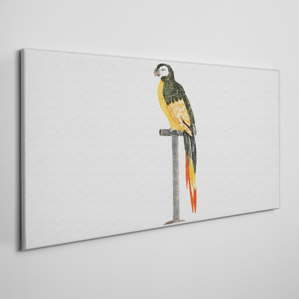 A parrot against a white wall Canvas Wall art