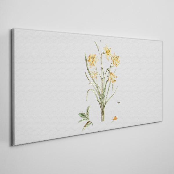Daffodil flowers with a nature motif Canvas print