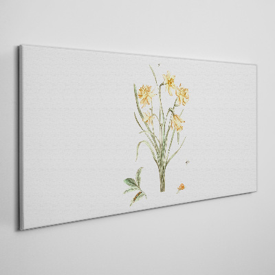 Daffodil flowers with a nature motif Canvas print