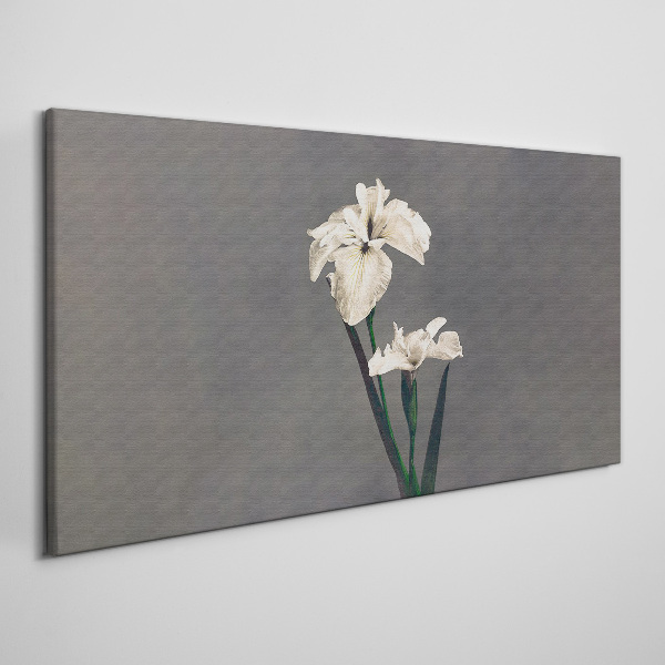 White irises on a gray background Canvas print