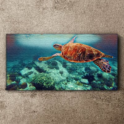 Turtle in Tranquil Waters Canvas Wall art