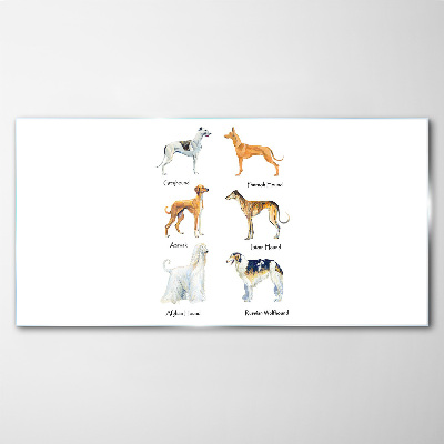 Breeds of dogs of the chrts Glass Wall Art