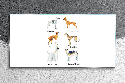 Breeds of dogs of the chrts Glass Wall Art