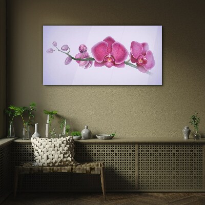 Orchids in delicate shades of pink Glass Print