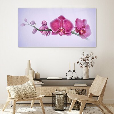Orchids in delicate shades of pink Glass Print