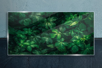 Green thicket of leaves Glass Print