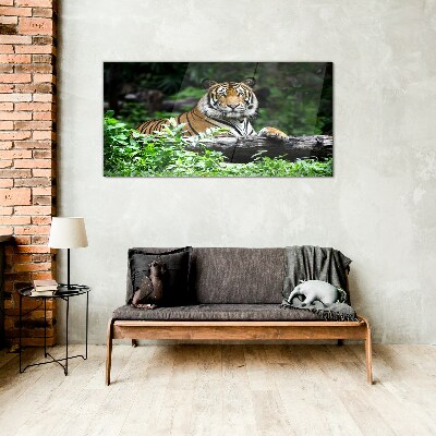 Forest animal tiger cat Glass Wall Art