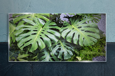 Green Monstera Leaves in Nature Glass Print
