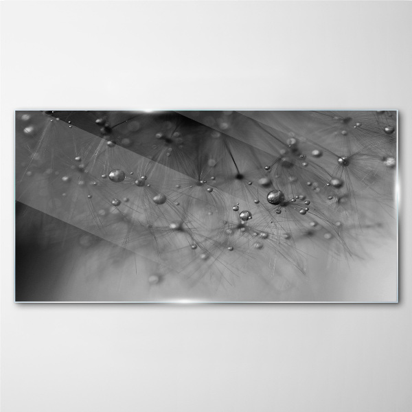 Dew drops on a dandelion Glass Print