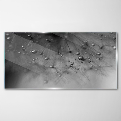 Dew drops on a dandelion Glass Print
