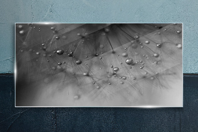 Dew drops on a dandelion Glass Print