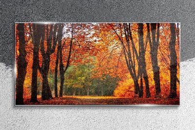 Autumn tree alley Glass Print