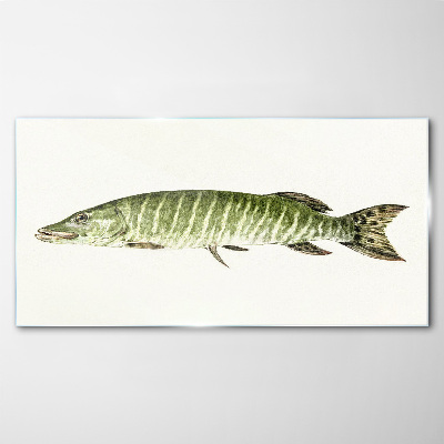 Muskie in its natural habitat Glass Print
