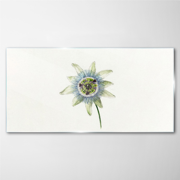 Passion flower on white background Glass Print