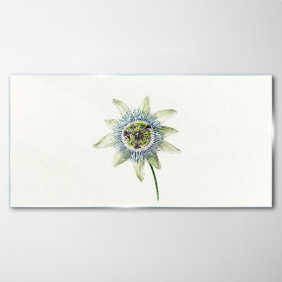 Passion flower on white background Glass Print