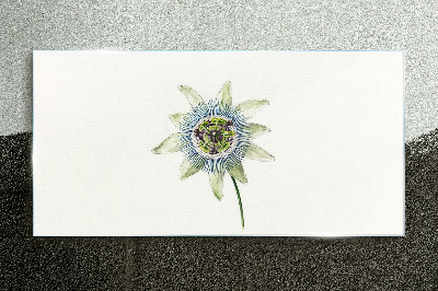 Passion flower on white background Glass Print