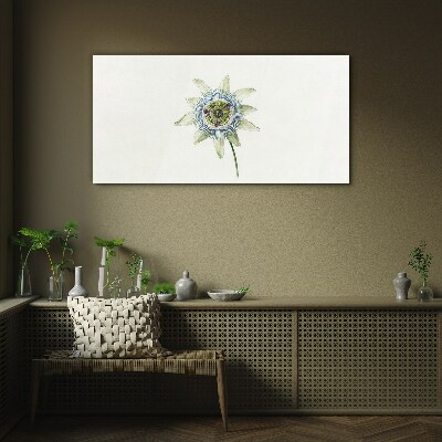 Passion flower on white background Glass Print