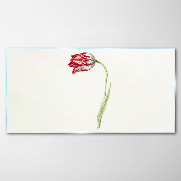Tulip in delicate shades Glass Print