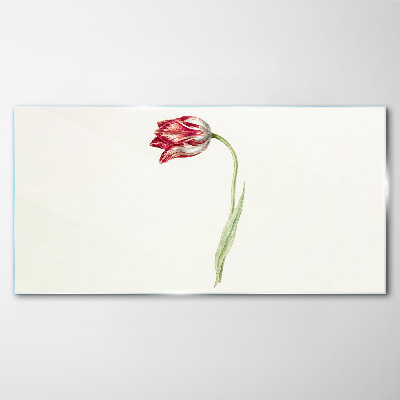 Tulip in delicate shades Glass Print