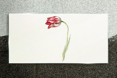 Tulip in delicate shades Glass Print