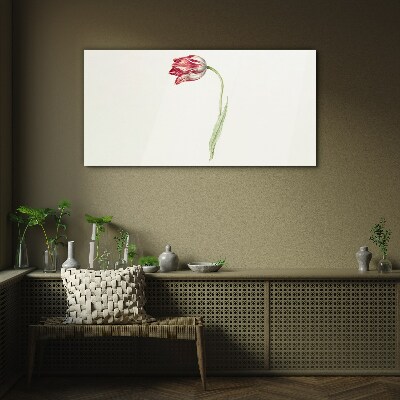 Tulip in delicate shades Glass Print